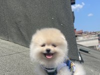 Ayı Surat Pomeranian Boo Yavrular