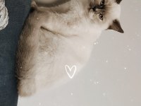 British longhair dişi kedimiz