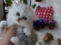 British longhair erkek silver yeşil göz