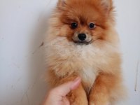 Pomeranian Erkek 5,5 Aylık