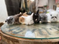 Safkan Hollanda Cüce Ve Mini Tavşanı Her Yere Gönderi