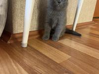 Scottish Fold Yavru