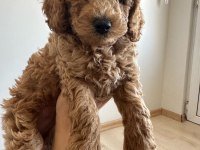 Anne Altından Toy Poodle Bebekler