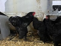 Black Brahma Kuluçkalık Yumurta