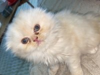 Dişi iran persian 1.5 aylık