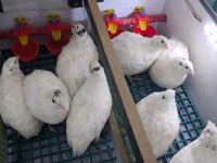 Bıldırcın Yumurta Civciv Ve Anaç