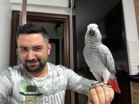 11 aylık eşsiz güzellikte ve kalitede jako papağanı