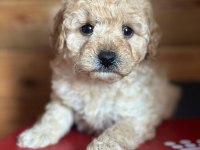 Yasal Üreticiden Saf Kan Poodle Yavrular