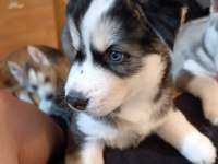 40 Günlük Husky Yavruları