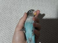 Yeni Yeme Düşmüş Evcil Cennet Papağanı