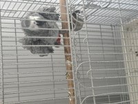 Üst Düzey Jako Papağanı