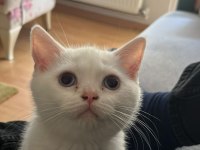 Dişi british shorthair silver point mavi göz