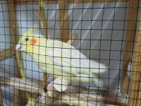 Konuşan hareketli fındık sultan papağanımıza yuva