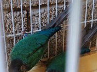 2023 Bilezikli Hazır Garanti Turkuaz Konur Takım