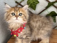 Dişi Golden British Pofuduğum Uygun