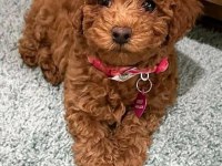 Kızlar onların hastası - poodle köpekler