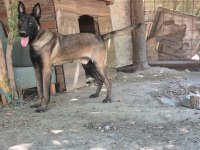 Safkan belçika kurt yavruları