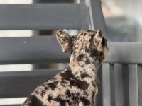 Egzotik French Bulldog Yavruları