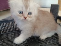 Muhteşem Güzellikte Golden Ve Silver British Yavrular