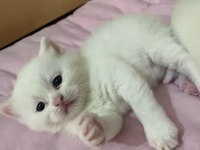 British Ve Scottish Fold Yavru Kediler