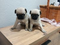 Pug Mops Bebekler