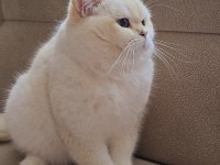 Yurt dışından şampiyon ailenin show kalite british shorthair yavruları