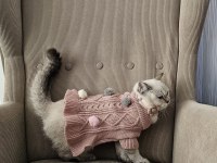 British Shorthair Malzemeleri İle Birlikte
