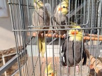 1 Erkek Yavru Sultan Papağanı