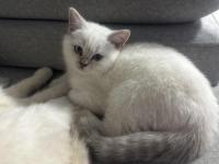 Topaç Gibi British Shorthair Oğlumuz