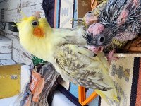 35 Günlük Sultan Papağanlarım Sahiplerine Bekliyor