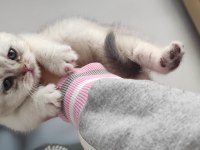 Uygun 6 Nisan Doğumlu Silver 3 Erkek Yavru Kediler