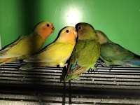 Yavru Sevda Papağanı Evcildir