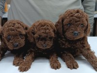 Toy poodle yavru köpekler