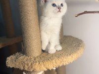 British shorthair point şampiyon bebekler