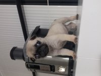 2 Aylık Dişi Yavru Pug