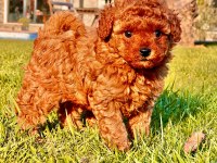Poodle Çiftliğinden Toy Poodle Yavrularımız
