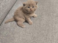 2 British 2 Scottish