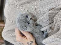 1.5 Aylık Dişi Ve Erkek Kediler