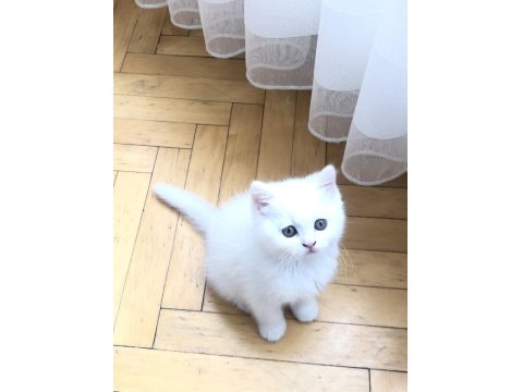 1,5 Aylık Yavru Beyaz British Shorthair