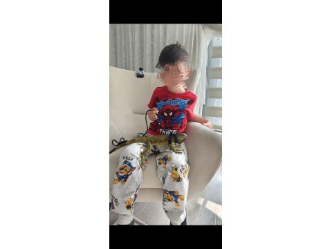 1 Yaşında Evcil İguana