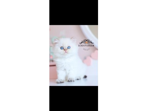 İpeksi Tüylü Silver British Longhair