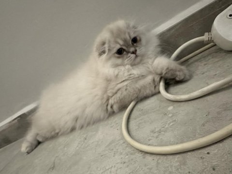 Golden Point Scottish Fold Longhair