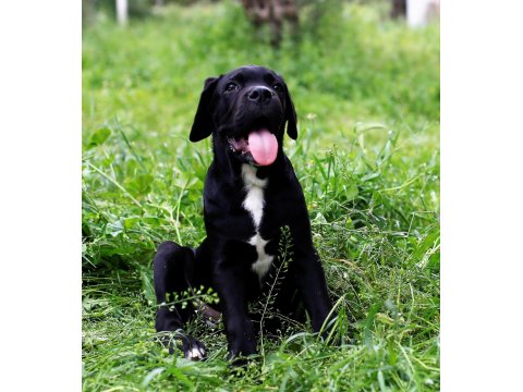 Sağlık Ve Irk Garantili Şecere Belgeli