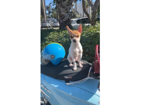 Chihuahua Erkek 5 Aylık