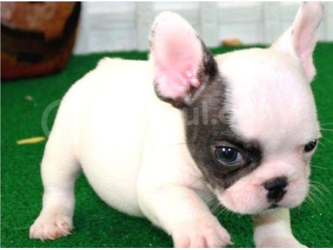 French Bulldog Yavrularım Yeni Sahiplerini Bekliyor