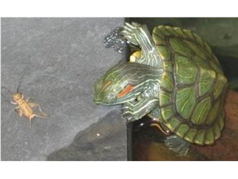 Yavru Kaplumbağalarımız Sağlık Ve Irk Garantilidir