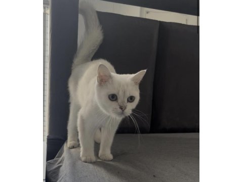 British Shorthair Beyaz Mavi Göz Dişi