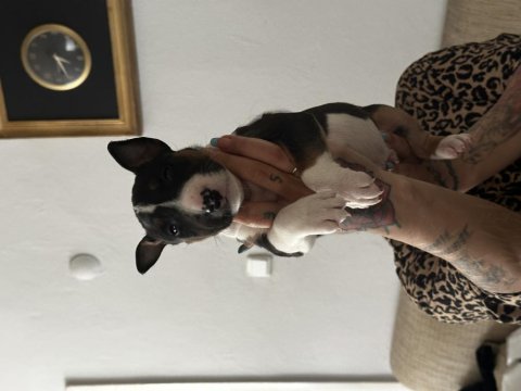 1 Buçuk Aylık Bull Terrier Yavrularımız