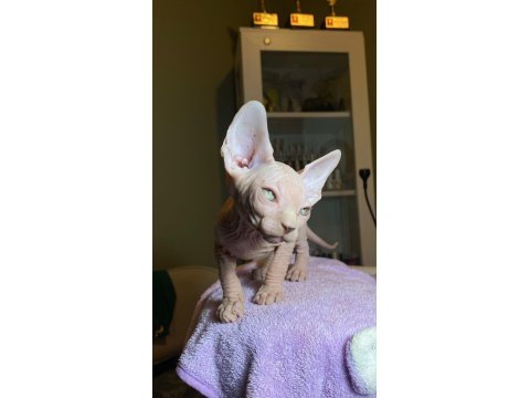 Sfenks Bebişler Sahiplerini Arıyor