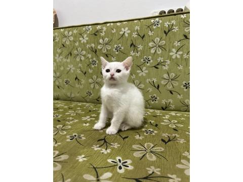 2 Aylık Erkek Beyaz British Shorthair